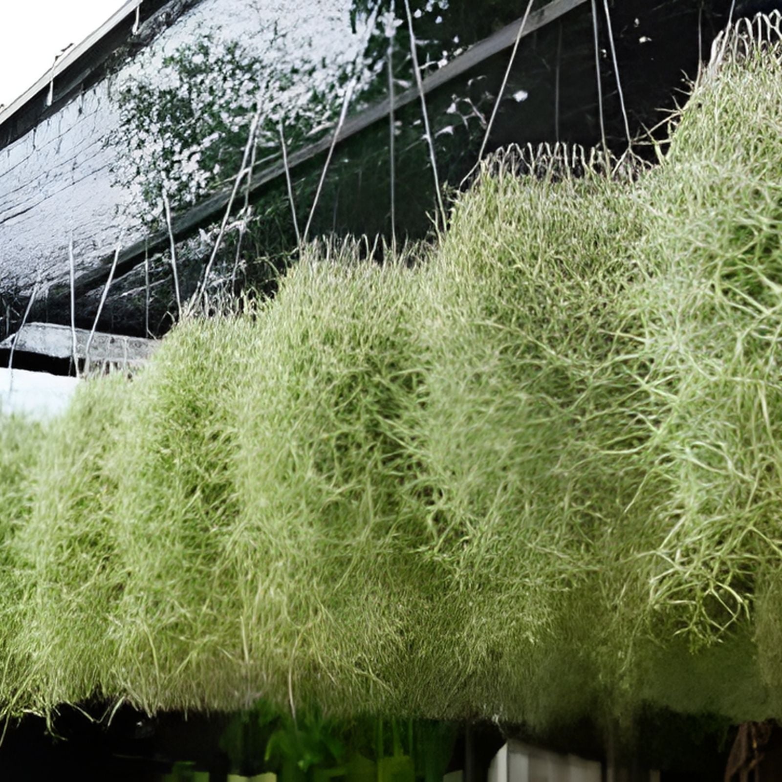 Live Spanish Moss Air Plant 5 Gallon Tillandsia Usneoides Freshly Picked Decorative Houseplant