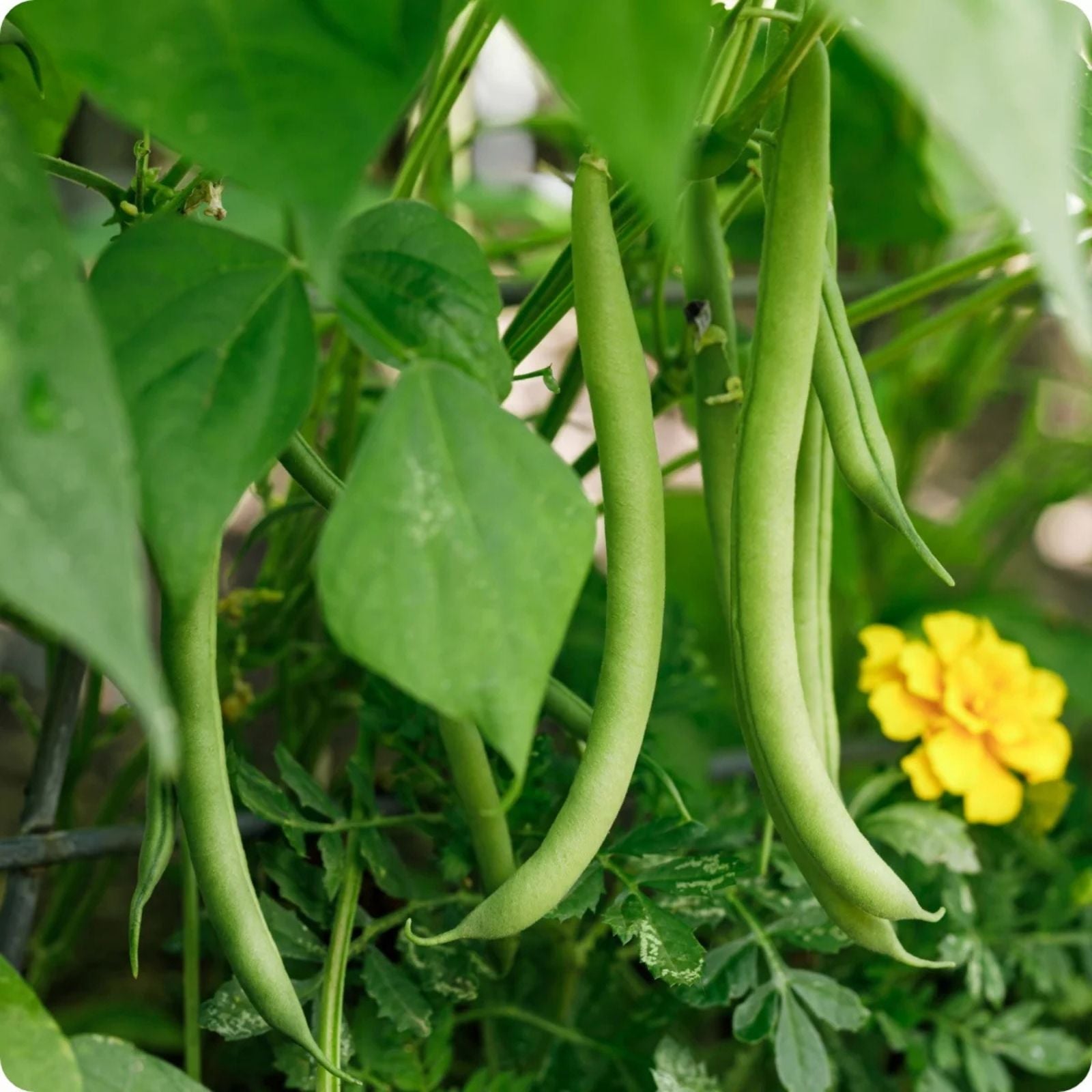 Blue Lake Bush Green Bean Seeds – Heirloom Edible Pods, Vegetable Seeds, Phaseolus vulgaris, 100+ Starter Plants, Garden Grow