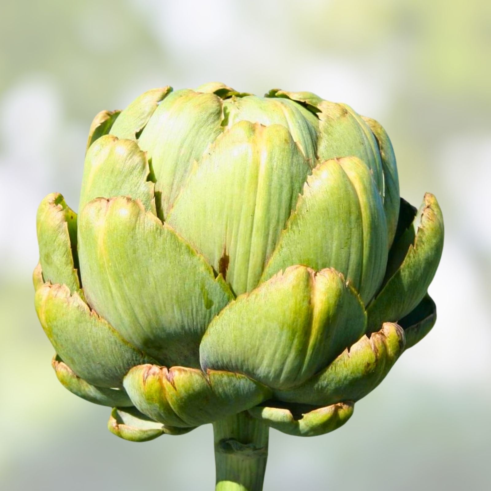 Artichoke Seeds Green Globe Heirloom Vegetable Cynara scolymus Live Plant Cutting Starter