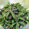 Euphorbia decaryi Succulent Plant - Drought-Tolerant Indoor Outdoor Houseplant - Unique Cactus for Home Decor