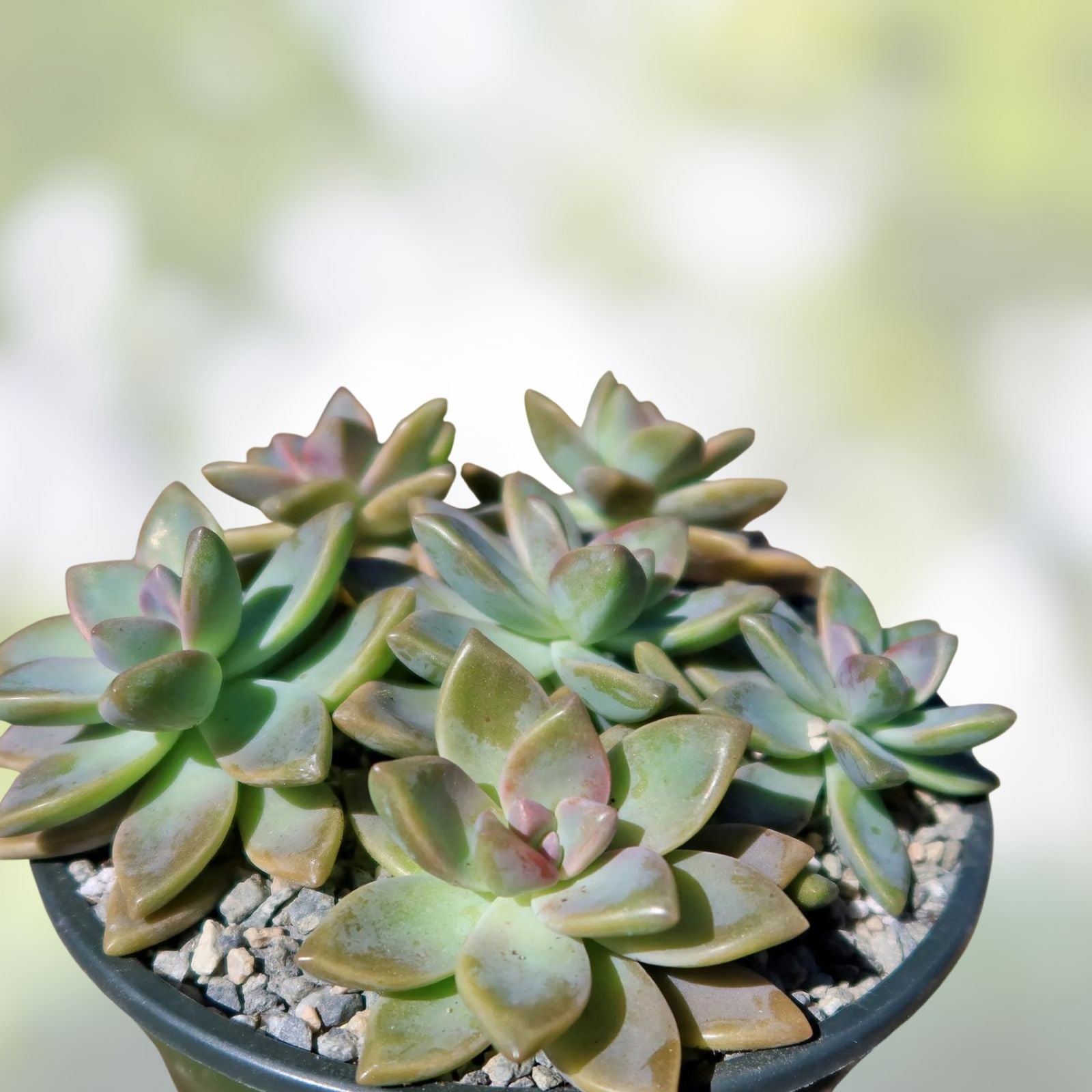 Ghost Plant Succulent, Live Graptopetalum paraguayense, Mother of Pearls, Indoor Low Maintenance, Fast Growing Succulent Plant