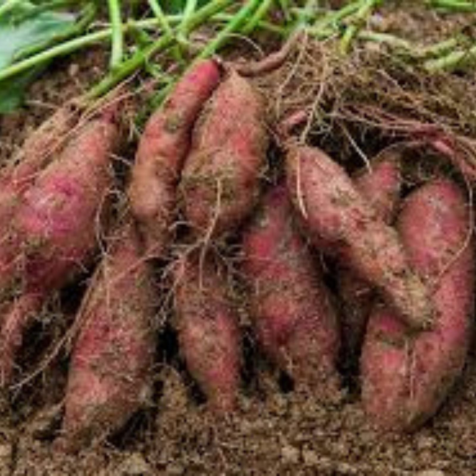 Rooted Sweet Potato Slips 15 Cuttings Organic Ipomoea batatas Vegetative Propagation Fast Shipping