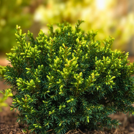 Yew Cuttings Set 12+ Taxus x media Evergreen Shrub Live Plant for Garden Hedge Landscaping