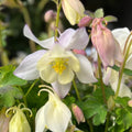 Columbine Bare Root Perennial Set of 2 White Aquilegia Spring Magic Live Garden Flowers