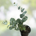 Eucalyptus pulverulenta Silver Dollar Baby Blue Bonsai Seeds, Live Plant, Starter, Tree, Cutting, Houseplant, Indoor Gardening