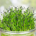 Garlic Chives Seeds 8oz Organic Allium tuberosum Microgreens Sprouting Culinary Herb Live Plant Cutting