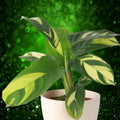 Ctenanthe Lubbersiana Variegated Prayer Plant Live Houseplant 1-2 ft Indoor Plant Cutting