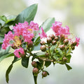 Crape Myrtle Cuttings 8 Inches Deep Pink Lagerstroemia indica Live Plant Garden Propagation Bare Root Houseplant