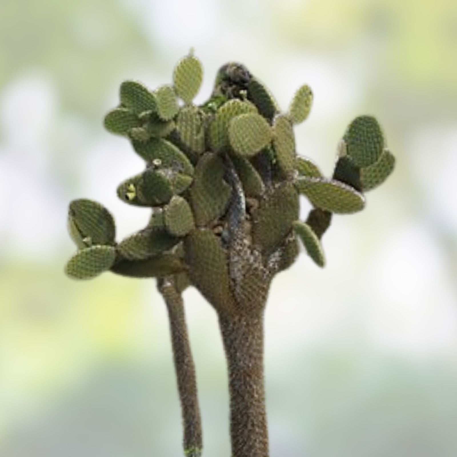 Opuntia Megasperma Var. Mesophytica Pad Cutting - Galapagos Cactus Succulent Plant Propagation Material