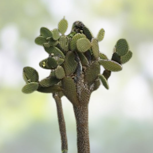 Opuntia Megasperma Var. Mesophytica Pad Cutting - Galapagos Cactus Succulent Plant Propagation Material