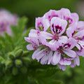 Rare Red & White Geranium Cutting 2x6 Indoor Garden Starter Pelargonium Species Live Plant