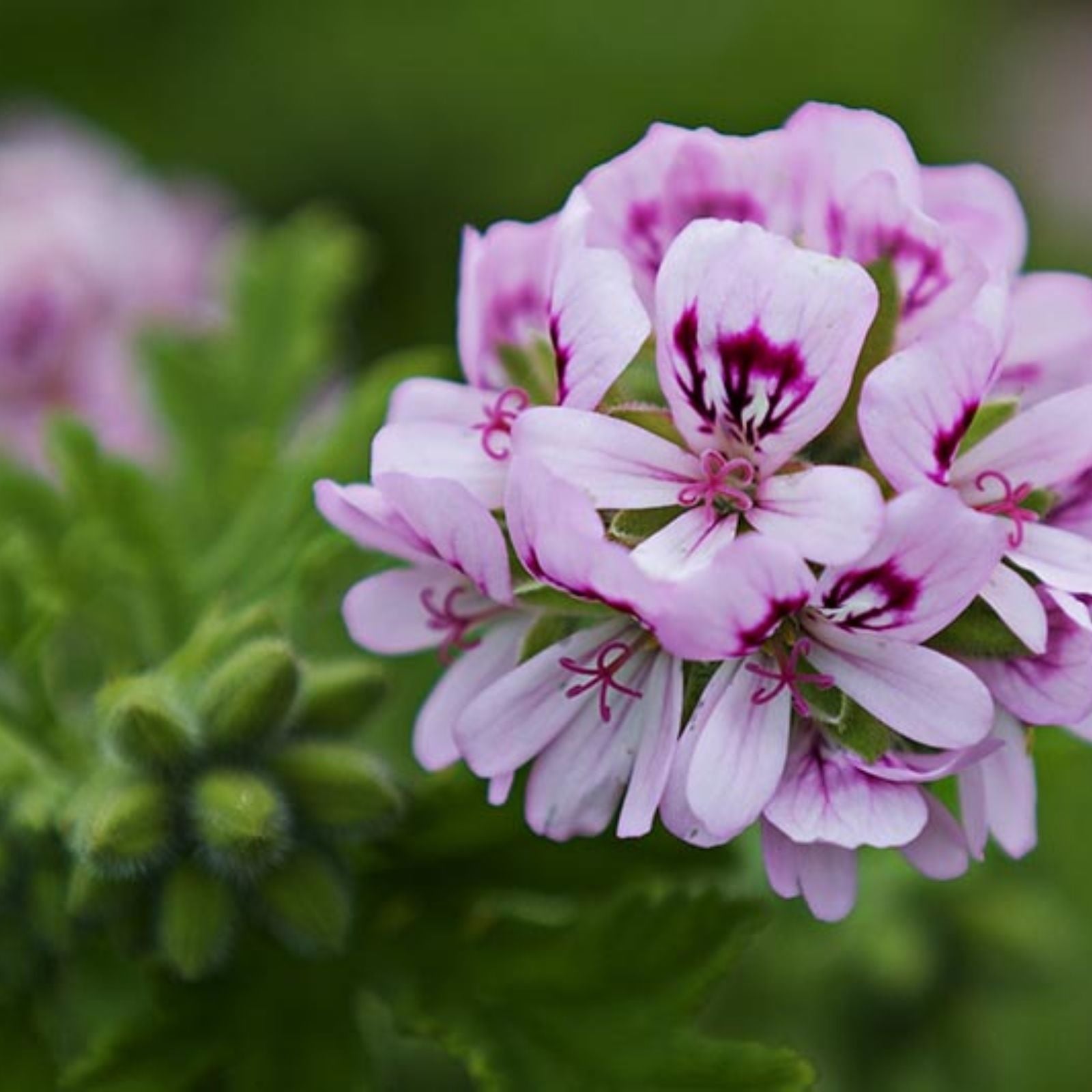 Rare Red & White Geranium Cutting 2x6 Indoor Garden Starter Pelargonium Species Live Plant