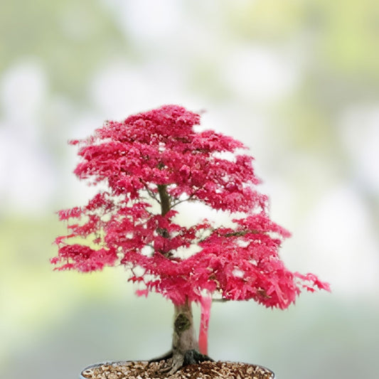 Japanese Maple Cuttings Acer palmatum Green Stem Live Plant Propagation Starter 5 Pack Fast Growing