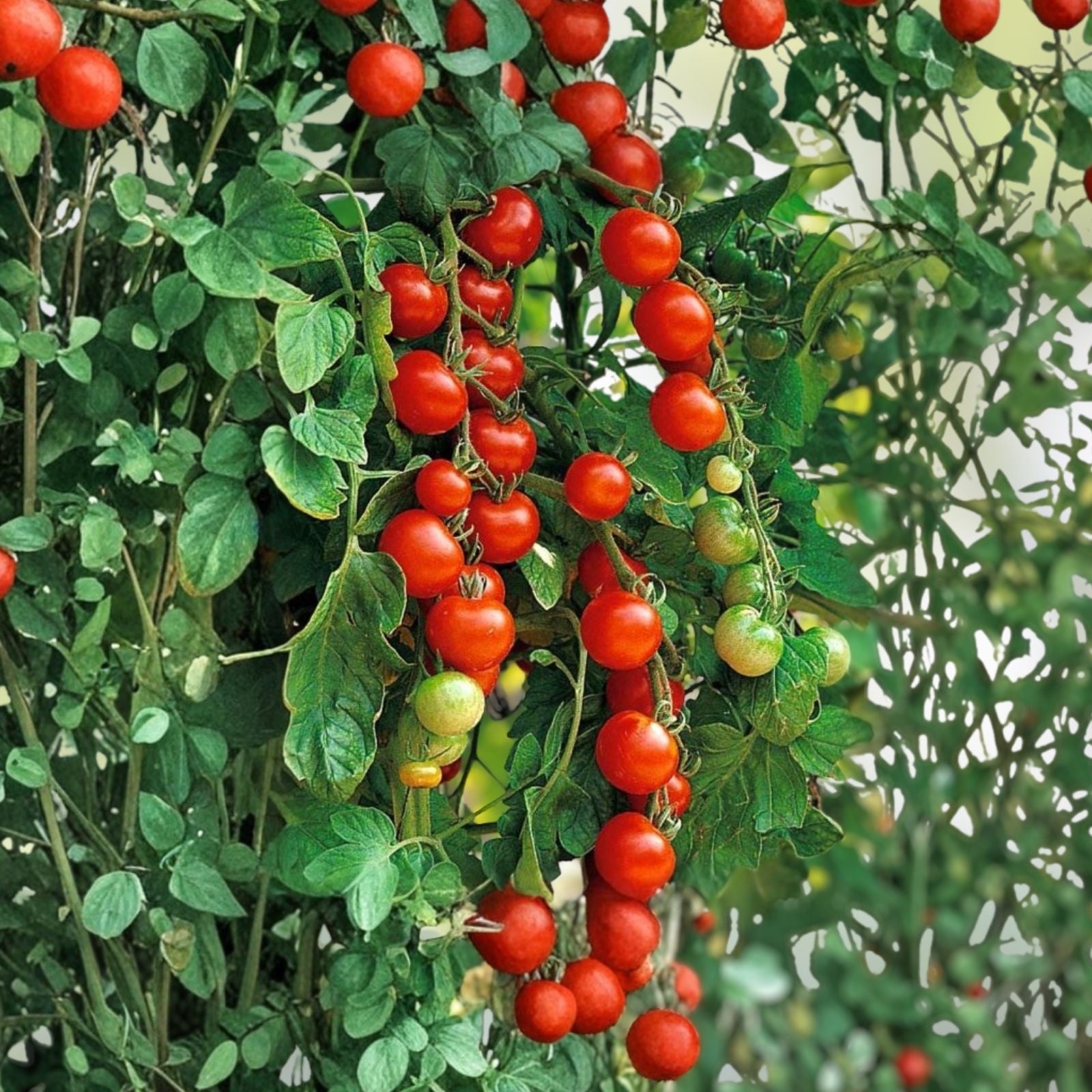 Sweet Cherry Tomato Seeds Heirloom Non-GMO 100+ Starter Plants for Home Garden Solanum lycopersicum