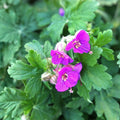 Set of 3 Geranium macrorrhizum Live Plants, Perennial Ground Cover, Hardy Low Maintenance Garden Plants