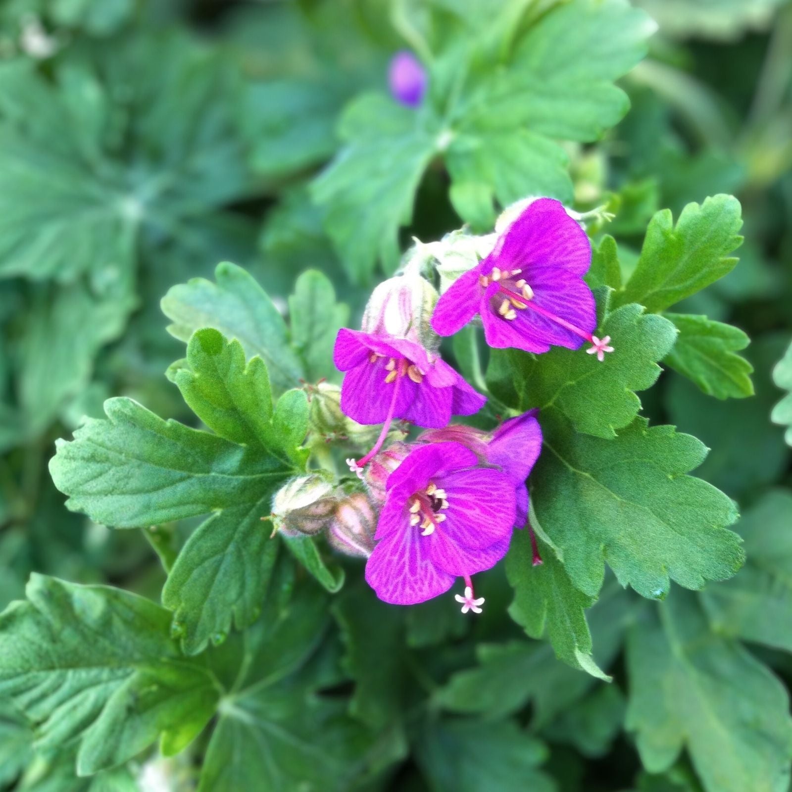 Set of 3 Geranium macrorrhizum Live Plants, Perennial Ground Cover, Hardy Low Maintenance Garden Plants