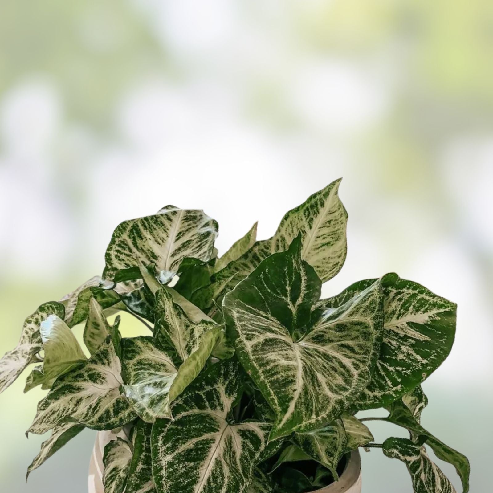 Syngonium Podophyllum Arrowhead Vine Cuttings 15 Pack, Indoor Houseplants, Green Foliage, Live Starter Plants