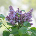 Live French Lilac Plant President Grevy Syringa vulgaris Purple Blooms Starter Plant Houseplant Cutting