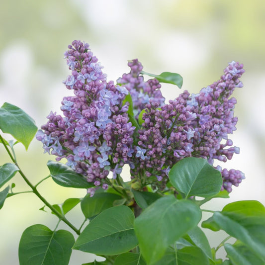 Live French Lilac Plant President Grevy Syringa vulgaris Purple Blooms Starter Plant Houseplant Cutting