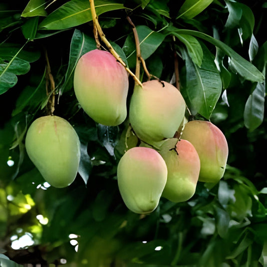 Mango Tree Grafting Stock Orange Sherbet Madam Francis Chausa Tropical Fruit Live Plant Cutting Bare Root Starter for Home Garden