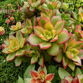 Variegated Kiwi Succulent Cuttings 3-Pack Aeonium Haworthii 'Dream Color' Live Plant Indoor Garden Easy Care