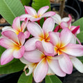 Light Pink Plumeria Rooted Cutting, Plumeria rubra, Semi Dwarf, 16+ Inches, Frangipani Flower Plant, Live Houseplant