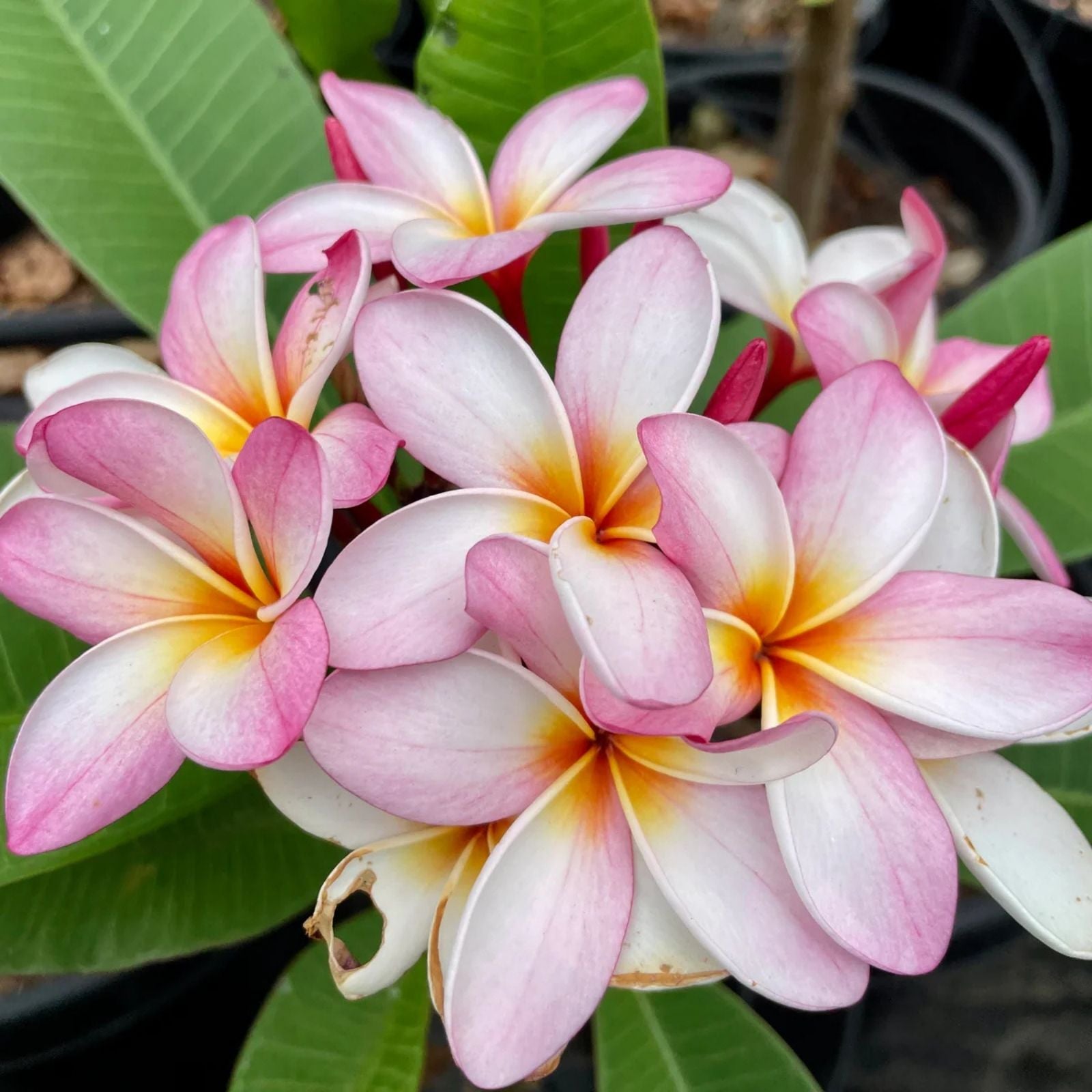 Light Pink Plumeria Rooted Cutting, Plumeria rubra, Semi Dwarf, 16+ Inches, Frangipani Flower Plant, Live Houseplant