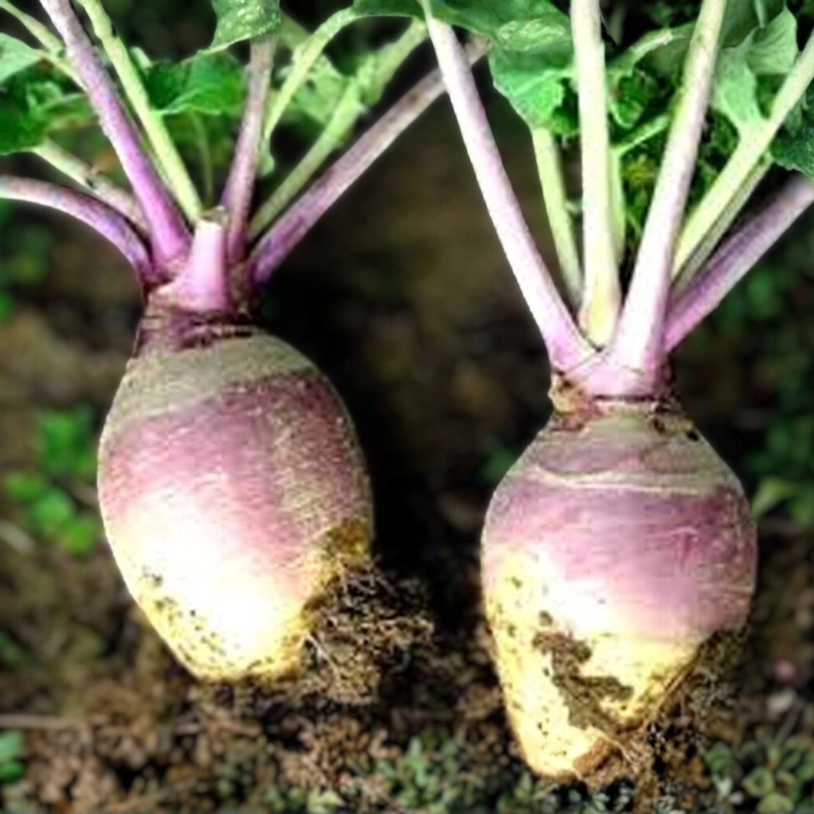 Rutabaga Seeds 500 Count American Purple Top Heirloom Non-GMO Brassica napus Vegetable Seeds for Gardening
