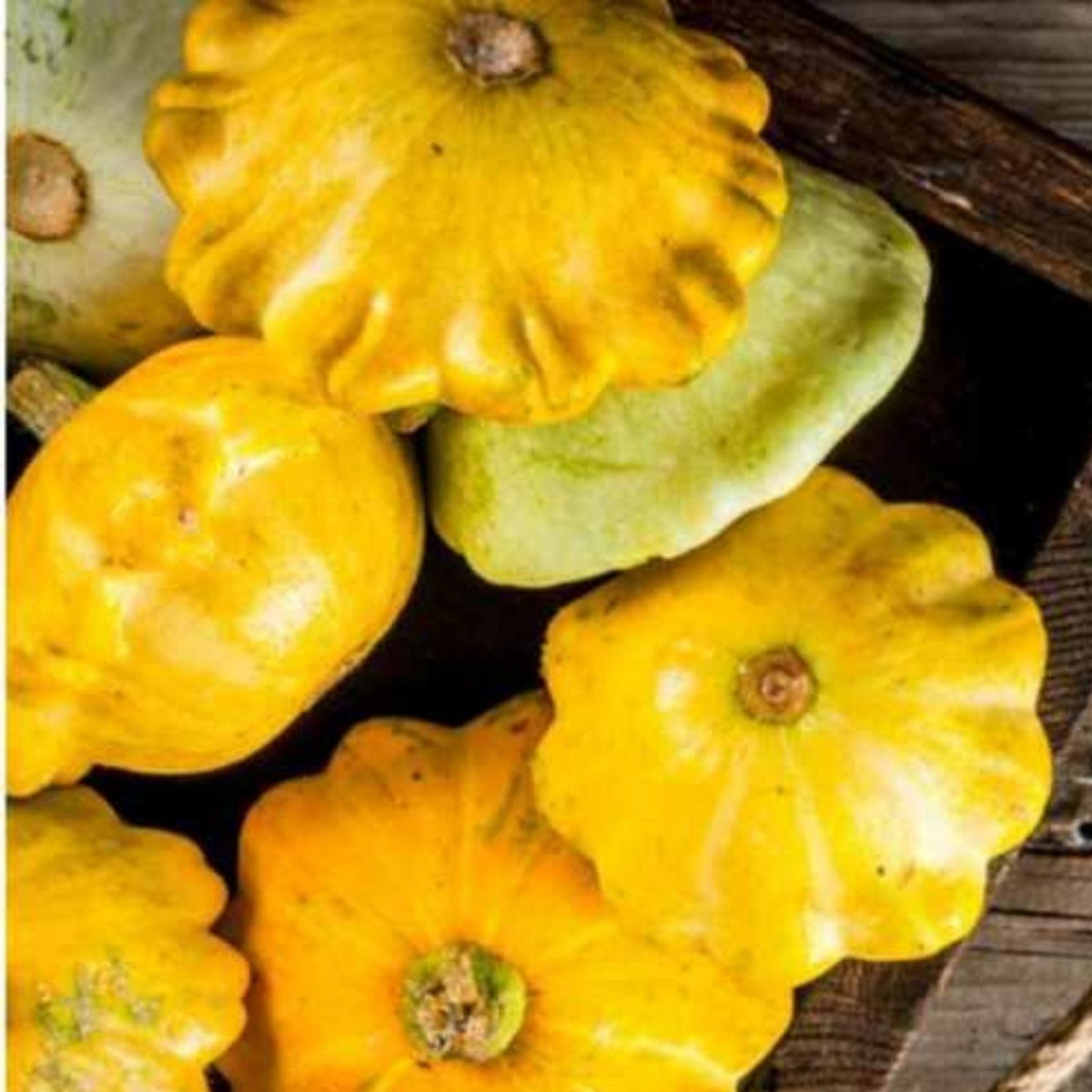 Y-Star Patty Pan Squash Seeds 10 Count Heirloom Cucurbita pepo Fast Growing Vegetable Seeds