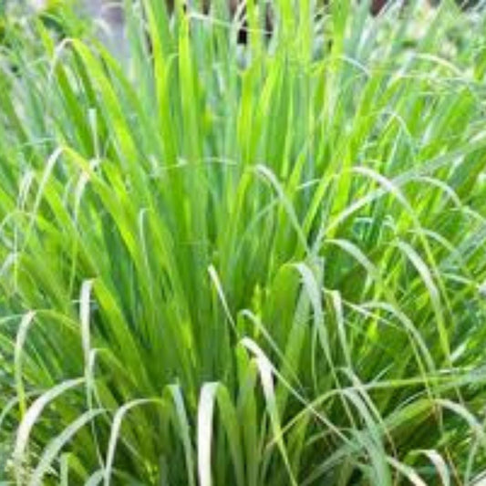 Lemongrass Seeds 100 Pack - Cymbopogon citratus Herb Seeds for Gardening, Organic Culinary & Medicinal Plant
