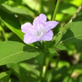 Rare Carolina Wild Petunia Live Plants 2-Pack | Native Ruellia caroliniensis | Lavender Flower | Starter Plants | Fast Shipping