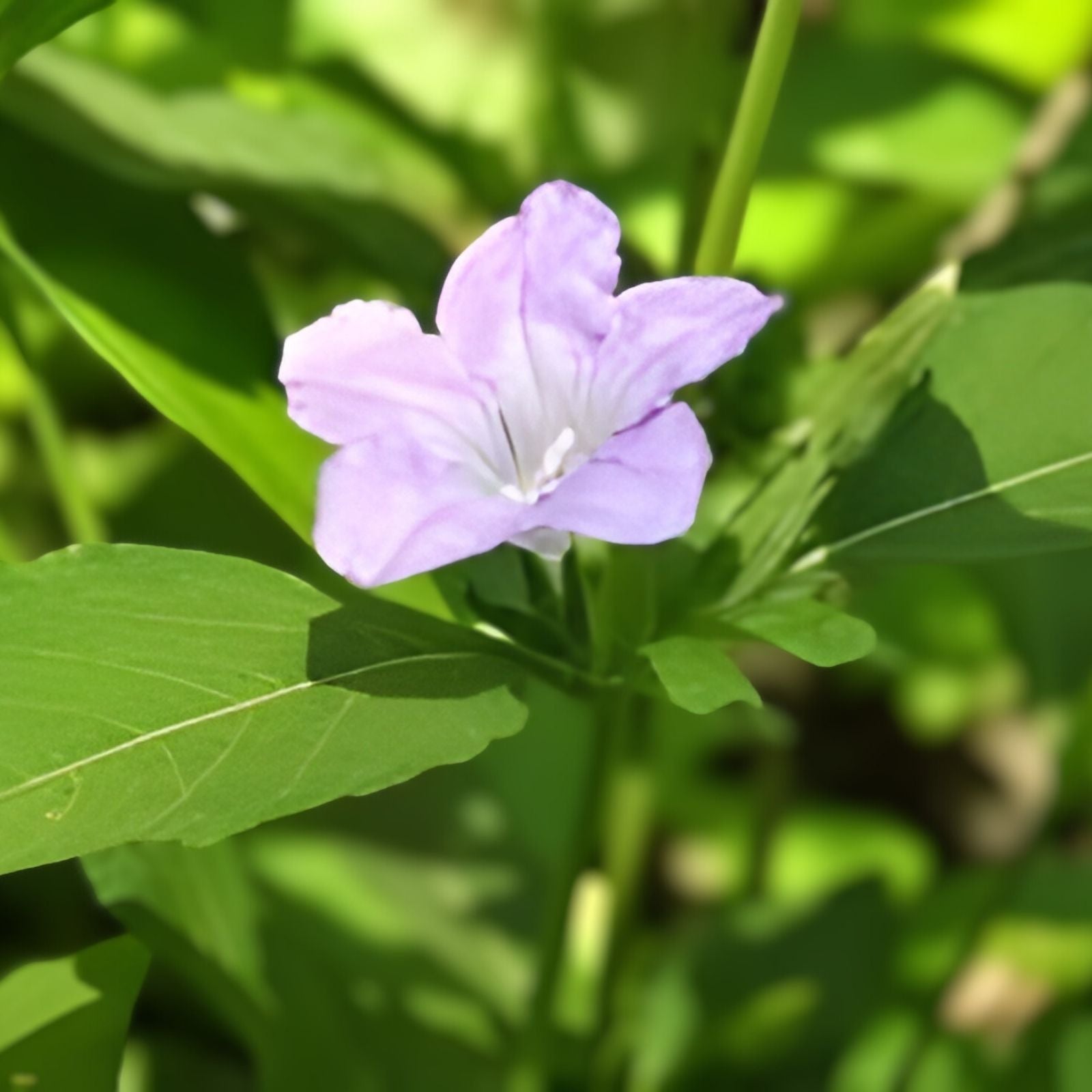 Rare Carolina Wild Petunia Live Plants 2-Pack | Native Ruellia caroliniensis | Lavender Flower | Starter Plants | Fast Shipping