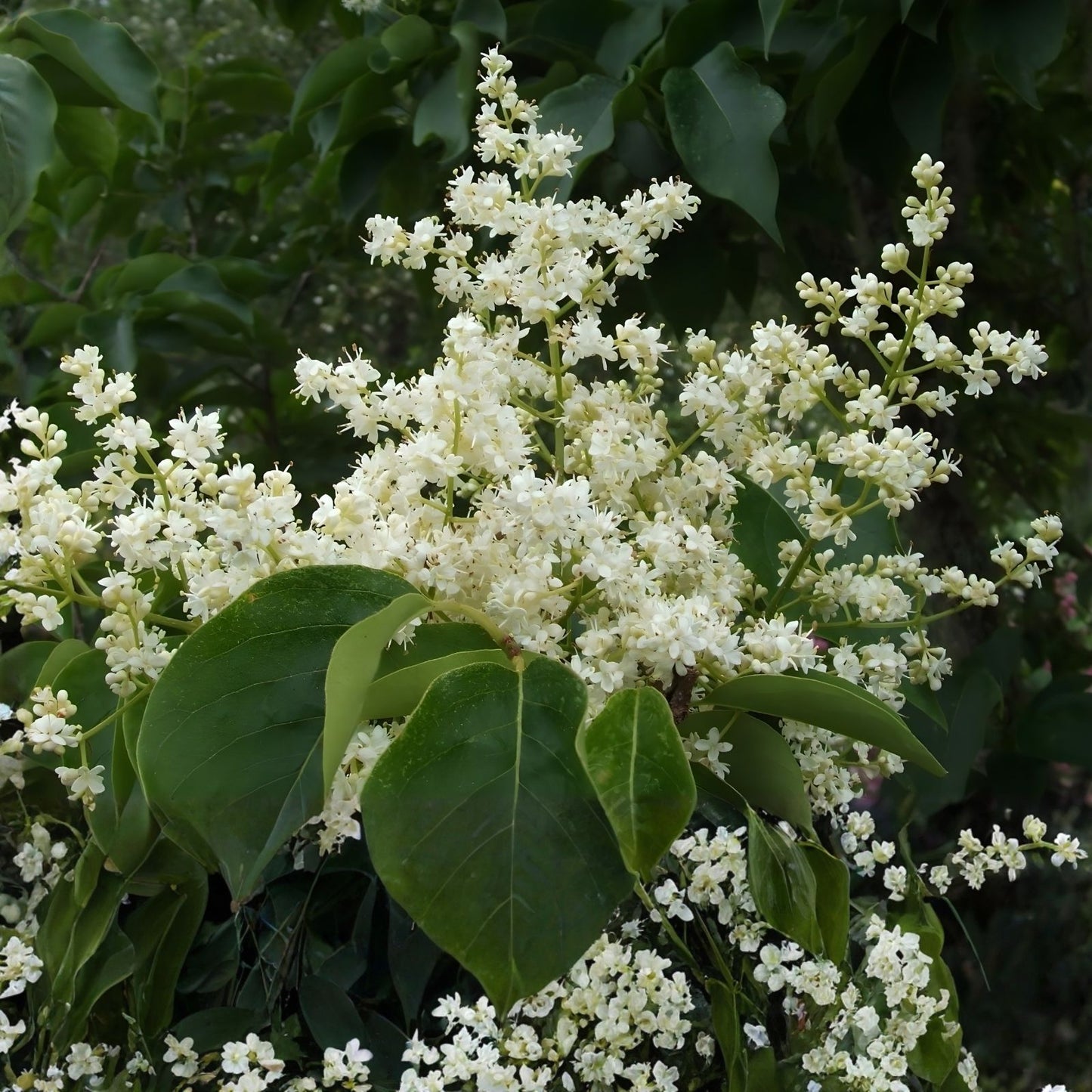 Japanese White Lilac Bonsai Seeds - 30 Seeds Syringa reticulata Gardening Planting Supplies Fresh Stock