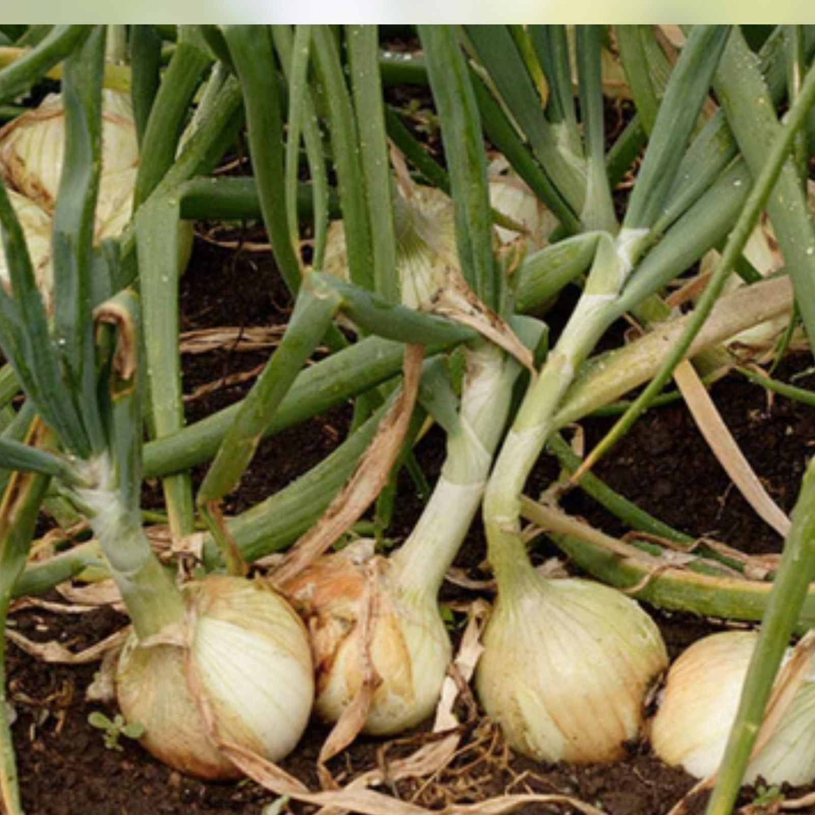 Stuttgarter Onion Sets 1 lb – Allium cepa Bulb Variety for Gardening and Vegetables