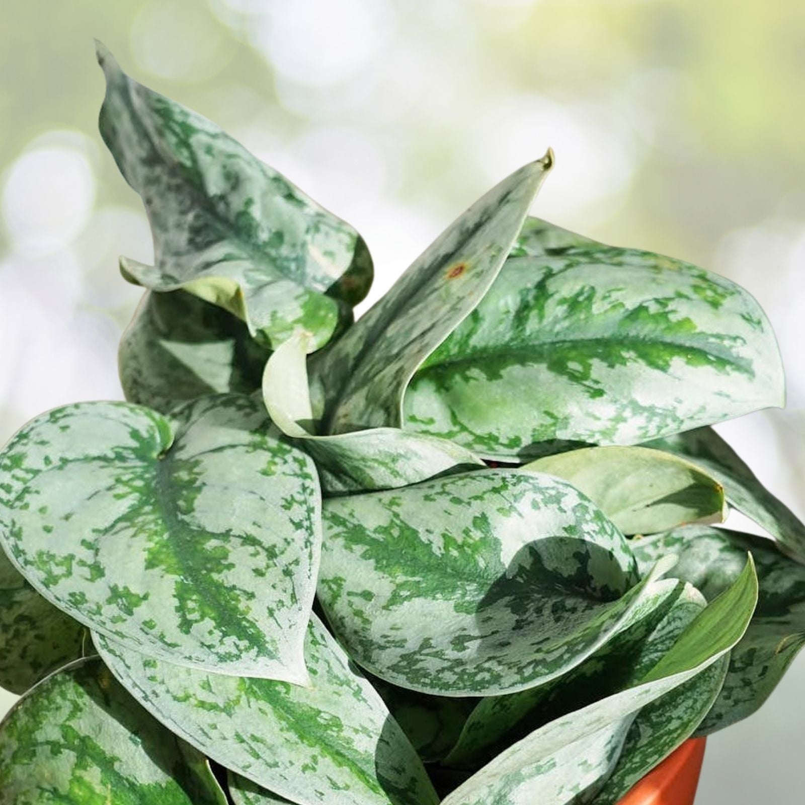 Scindapsus Pictus Exotica Cutting – Indoor Vining Houseplant – Live Aroid Plant – Easy Care Green Starter Plant