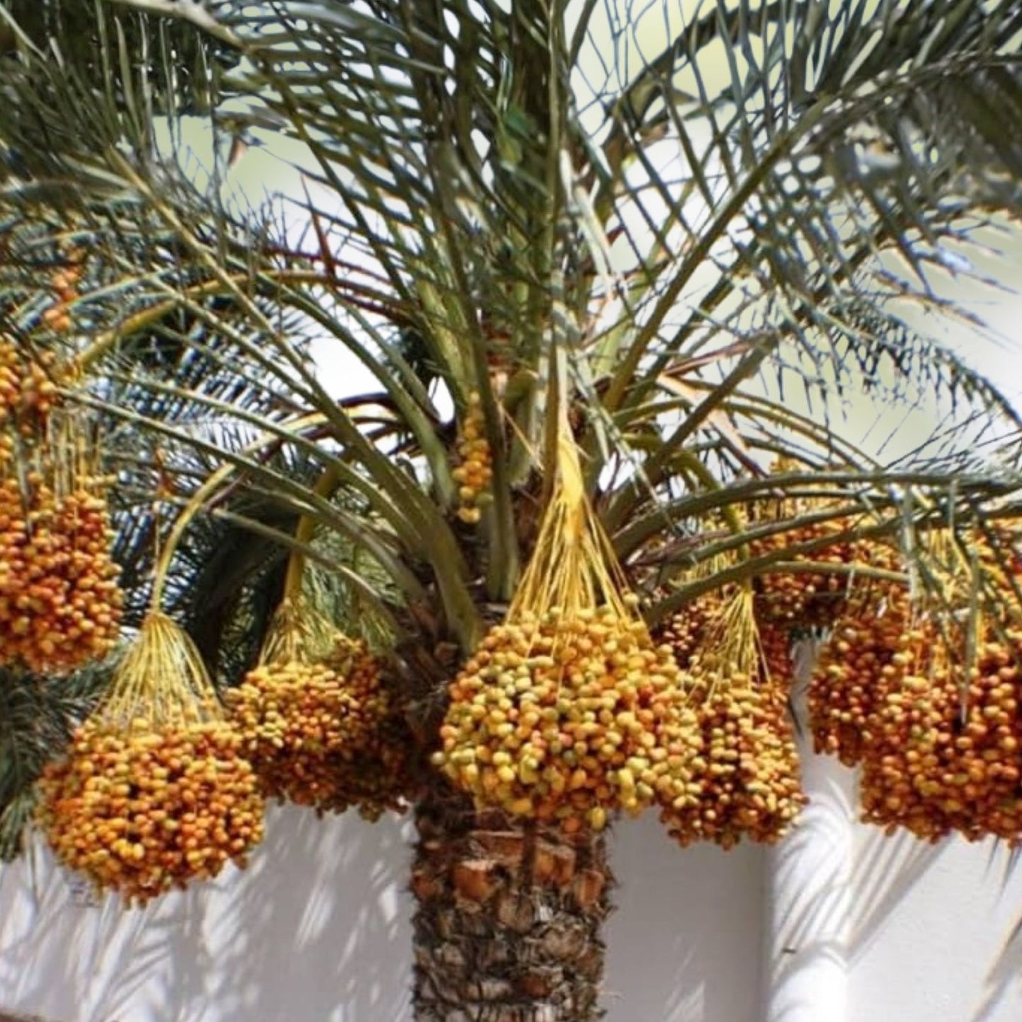 Medjool Date Palm Seedling Phoenix dactylifera 3.5" Pot Edible Fruit Tree Indoor Outdoor Plant