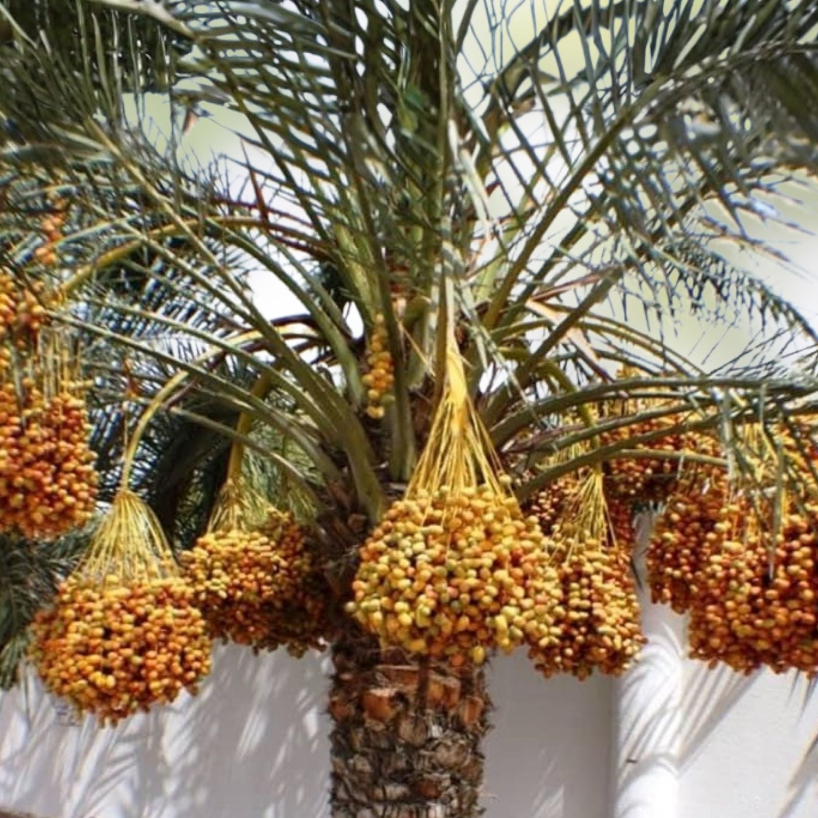 Medjool Date Palm Seedling Phoenix dactylifera 3.5" Pot Edible Fruit Tree Indoor Outdoor Plant
