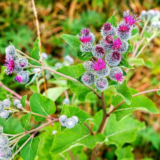 Greater Burdock Root Seeds 50 Pack Organic Arctium lappa Herb Seeds for Gardening, Herbal Remedies, Live Plant, Cutting, Starter Plant