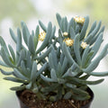 Blue Chalk Sticks Succulent Cutting - Live Plant, Senecio mandraliscae, Blue Gray Foliage, Easy Care, Indoor & Outdoor Plant, Rare Succulent