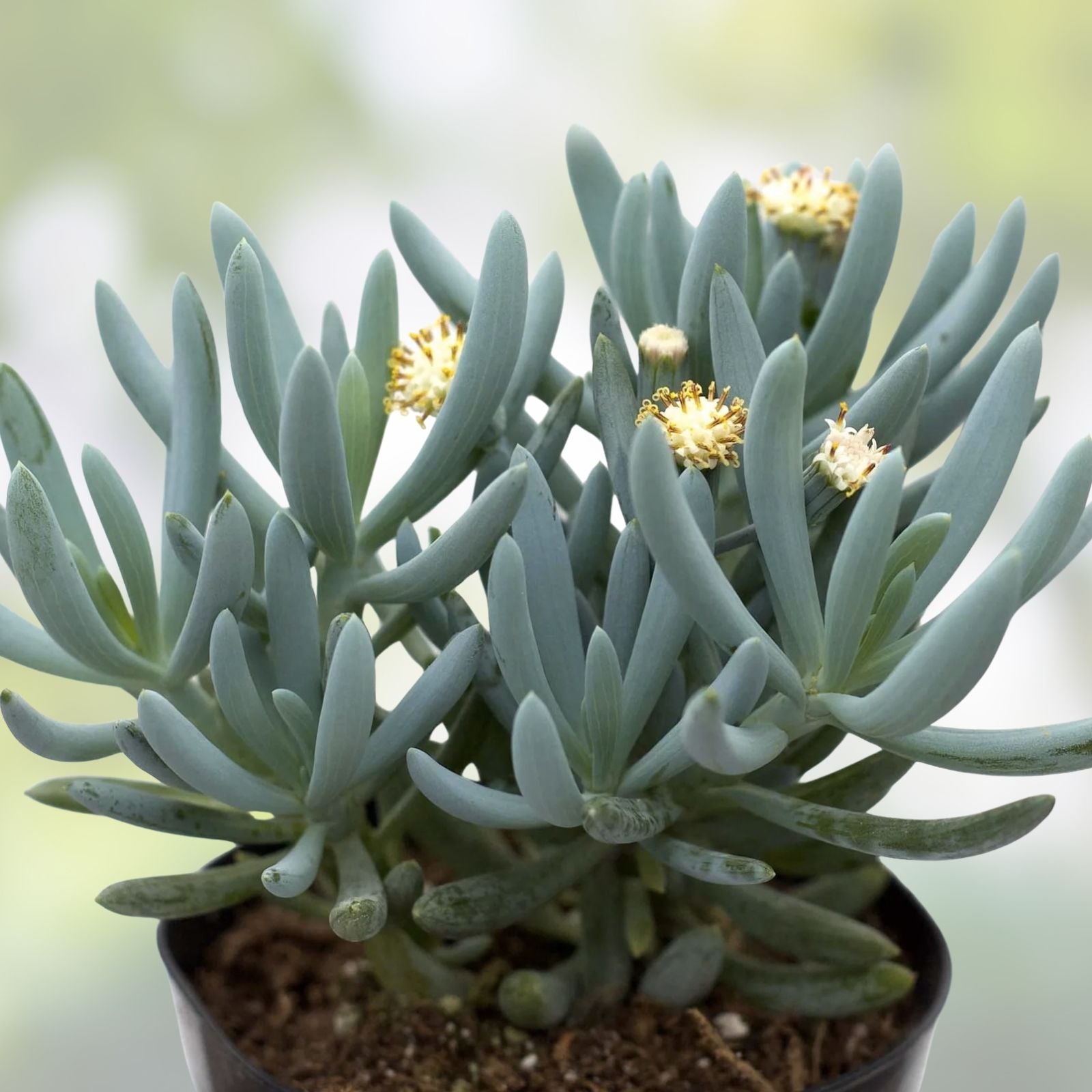 Blue Chalk Sticks Succulent Cutting - Live Plant, Senecio mandraliscae, Blue Gray Foliage, Easy Care, Indoor & Outdoor Plant, Rare Succulent