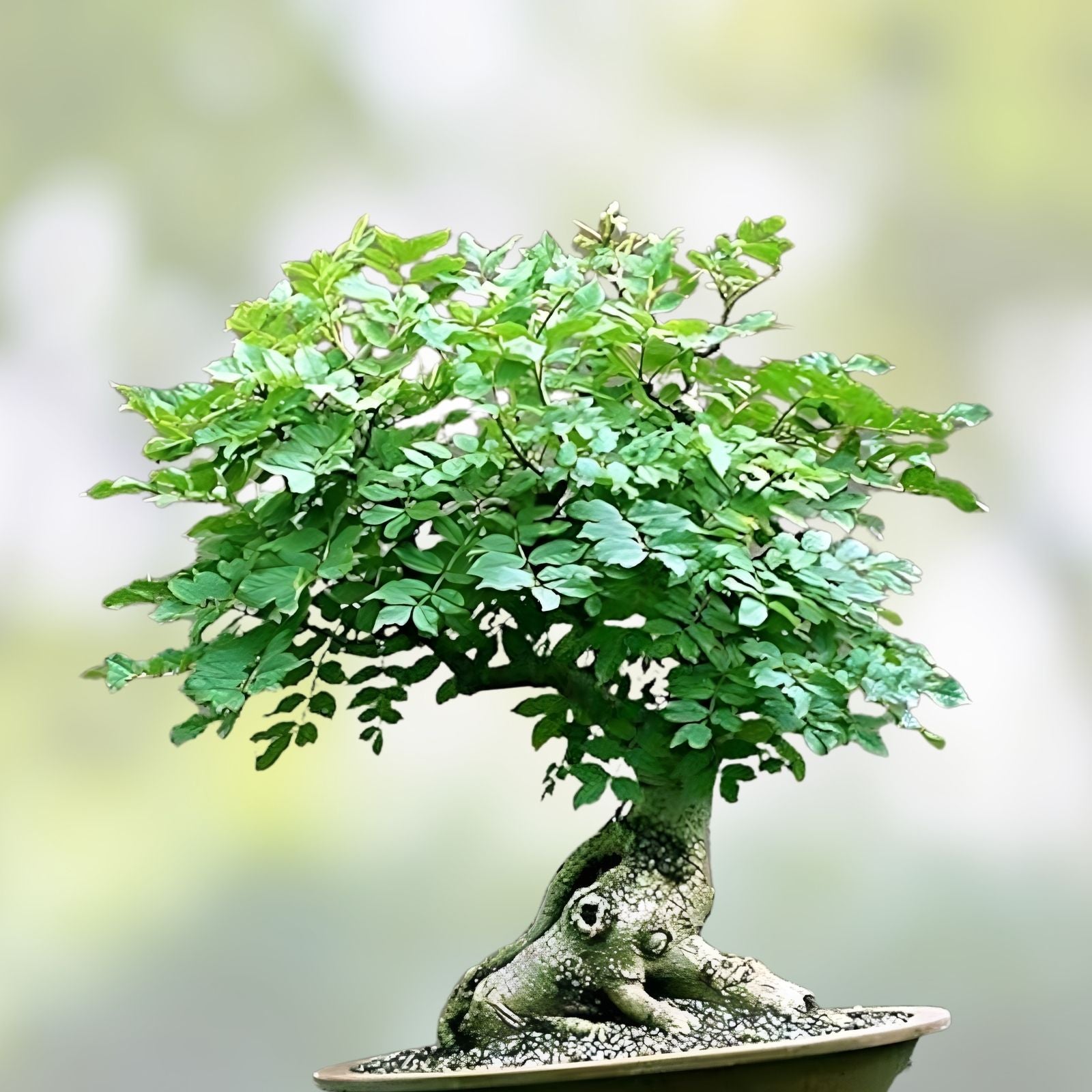 Flowering Bonsai Tree Seeds Bundle – 3 Varieties, Vibrant Colors, All Flowering, Indoor & Outdoor Gardening, Fast Growing