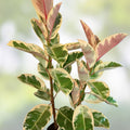 Tineke Rubber Tree Plant, Variegated Ficus elastica, Small Live Starter, Indoor Houseplant, Green & Cream Leaf Cutting