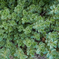 Sedum spurium Connie Mayer Succulent Cuttings | Ground Cover Plant Propagation | Easy to Grow Houseplant