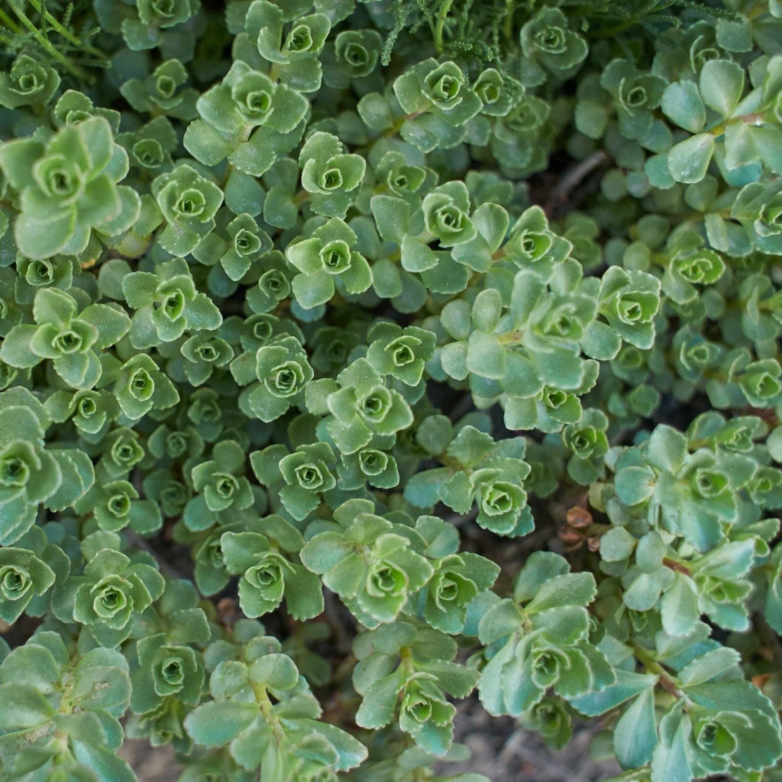 Sedum spurium Connie Mayer Succulent Cuttings | Ground Cover Plant Propagation | Easy to Grow Houseplant
