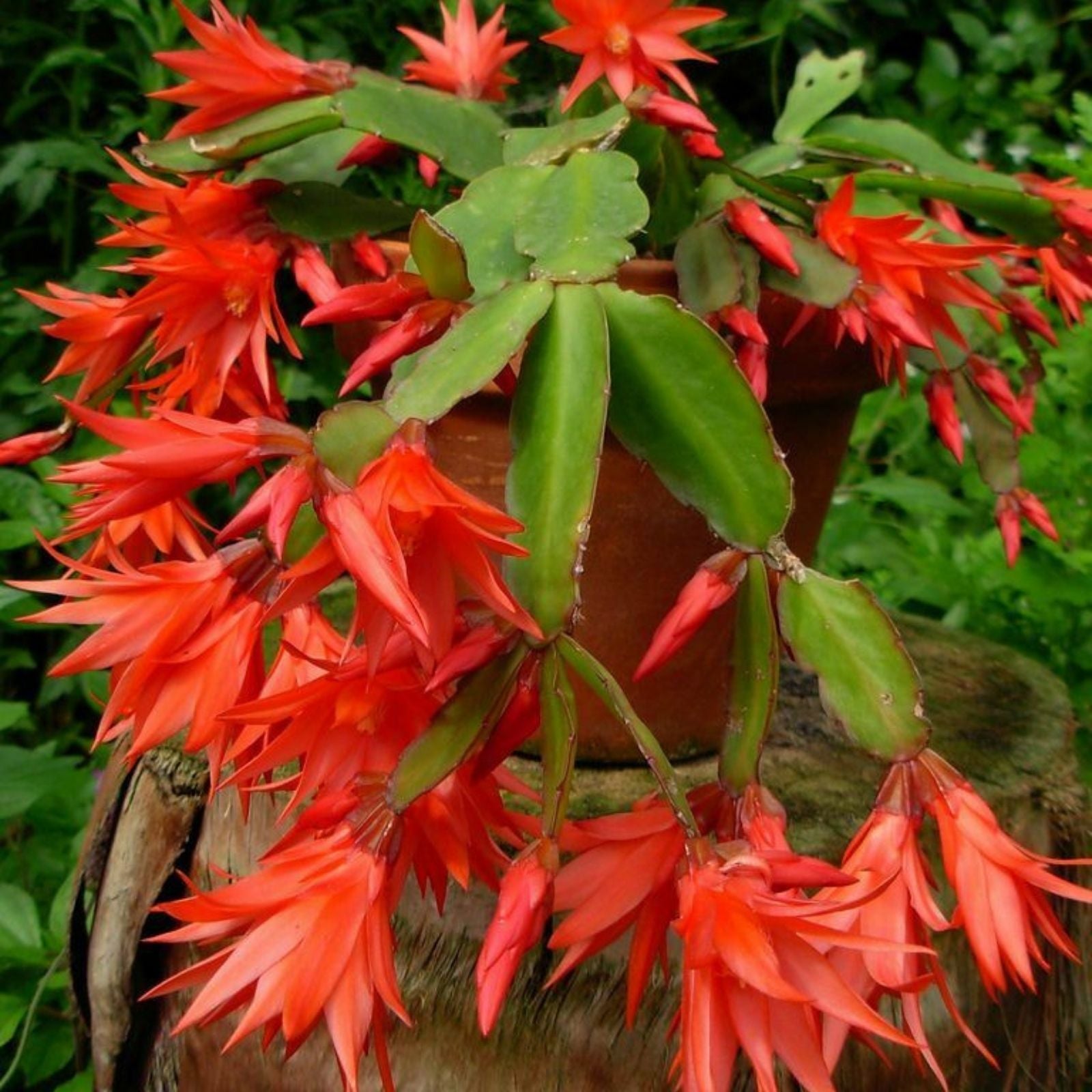 Epiphyllum Orchid Cactus Cutting 6-10" Live Plant Propagation Magenta Blooms Houseplant Succulent