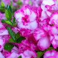 Encore Autumn Kiss Azalea Starter Plant Deciduous Rhododendron Well-Rooted Shrub Live Plant