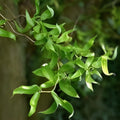 Globe Willow Tree Cutting 1-2 ft Shade & Privacy Tree Salix matsudana 'Tortuosa' Ornamental Willow Branch