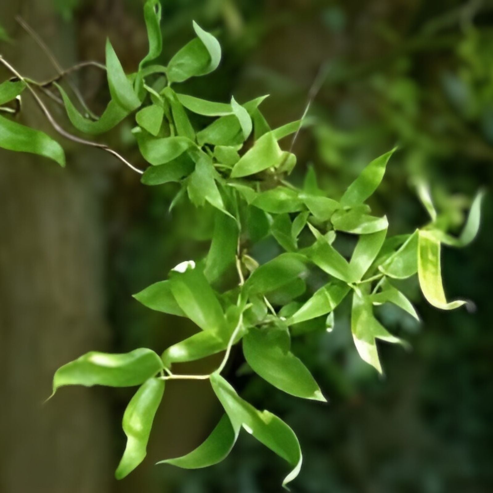 Globe Willow Tree Cutting 1-2 ft Shade & Privacy Tree Salix matsudana 'Tortuosa' Ornamental Willow Branch