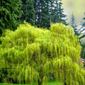 Weeping Willow Cuttings Salix babylonica Live Plant Fast Growing Shade Tree Starter Bare Root