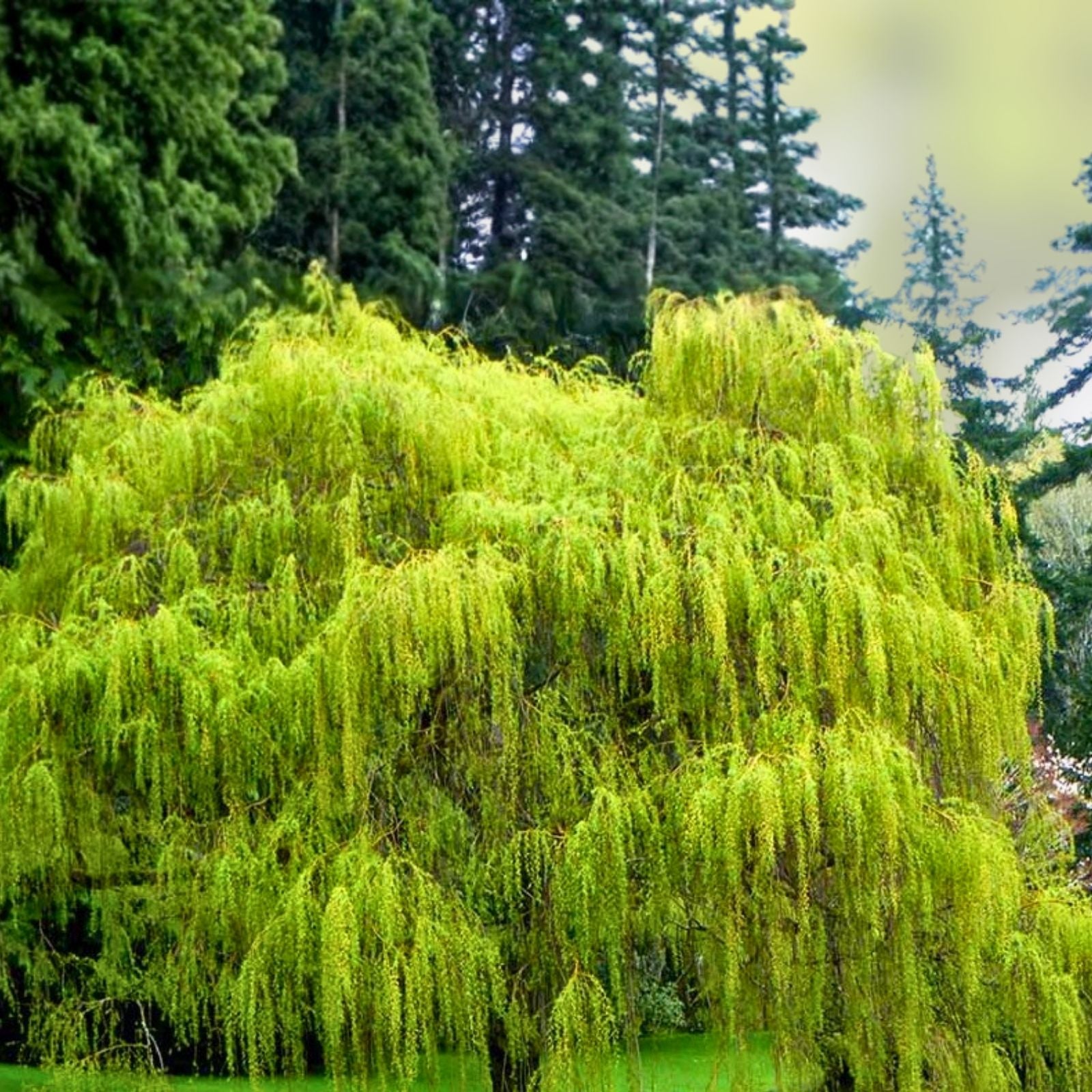 Weeping Willow Cuttings Salix babylonica Live Plant Fast Growing Shade Tree Starter Bare Root
